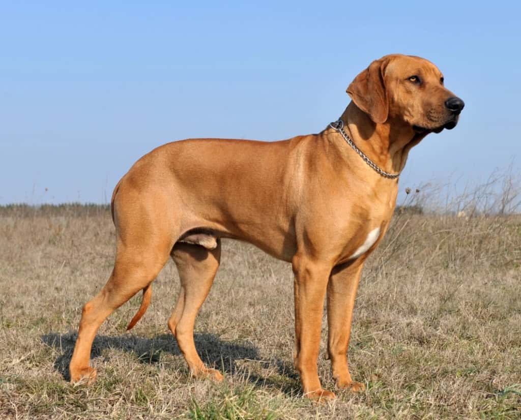Rhodesian Ridgeback
